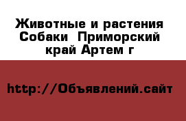 Животные и растения Собаки. Приморский край,Артем г.